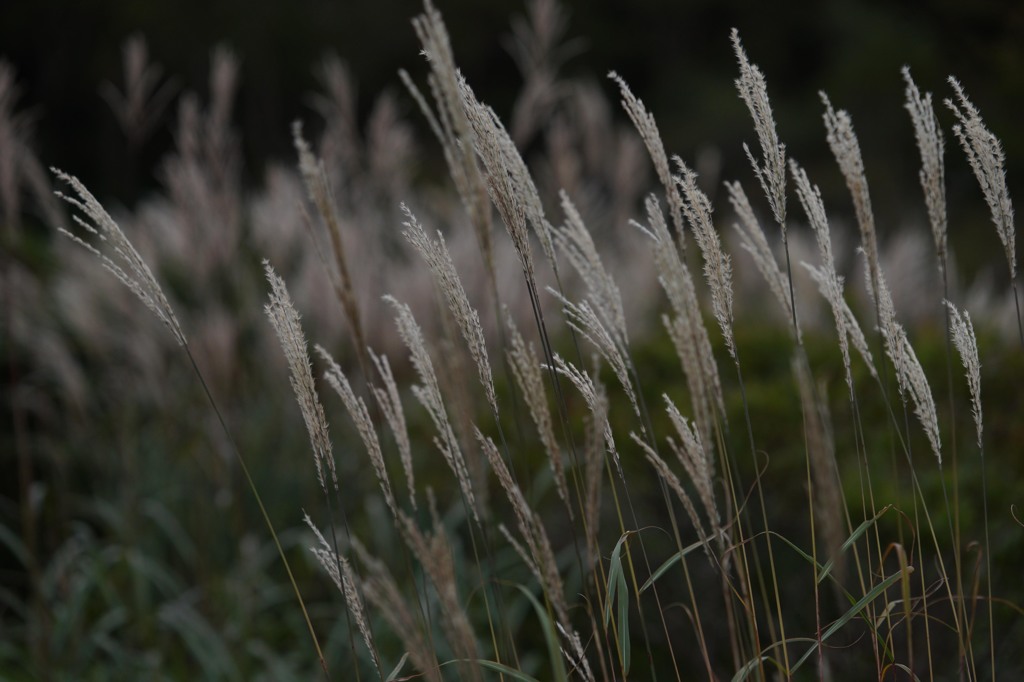 ススキの伝達