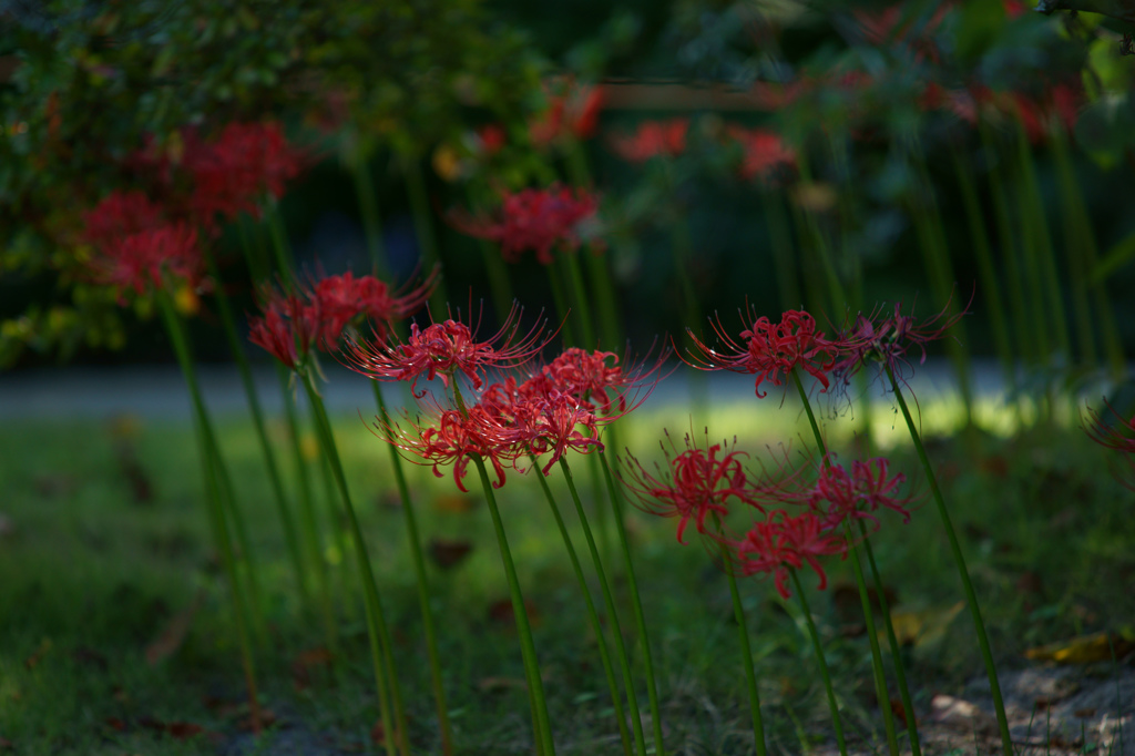 リズミカルレッド