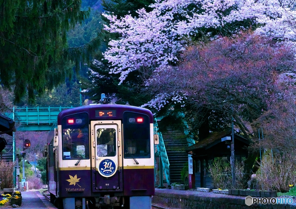 ローカル線の桜３