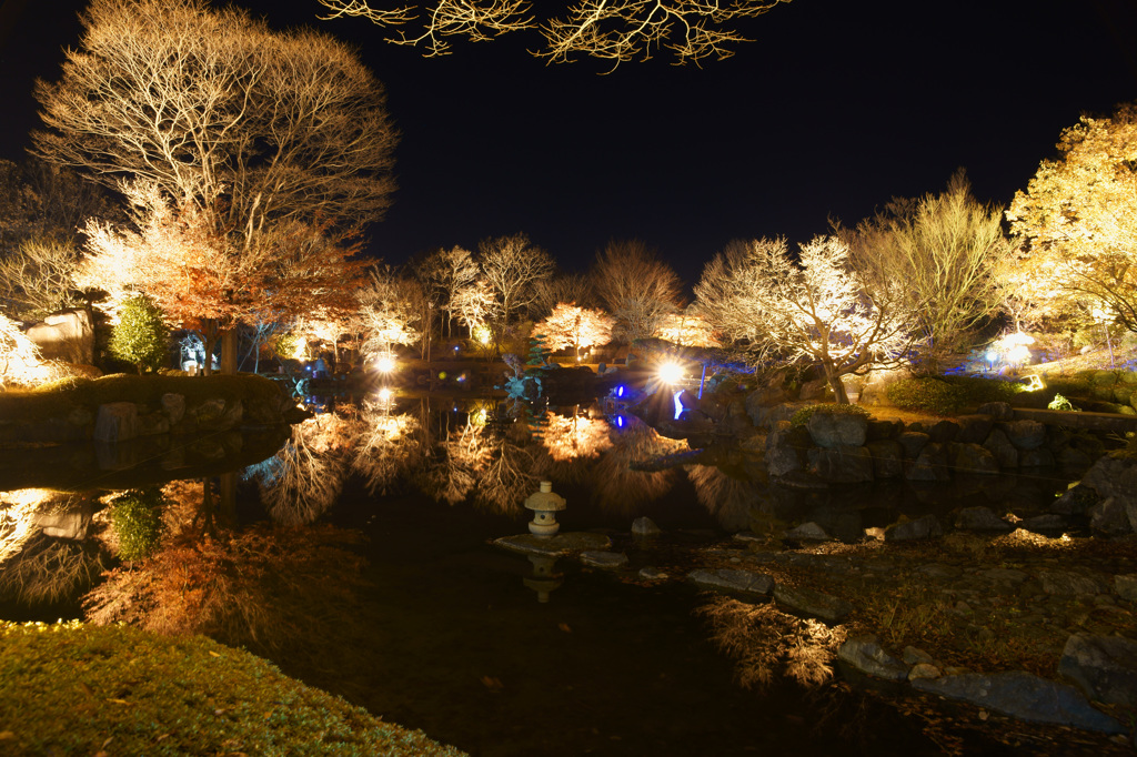 桜山のライトアップされた木々