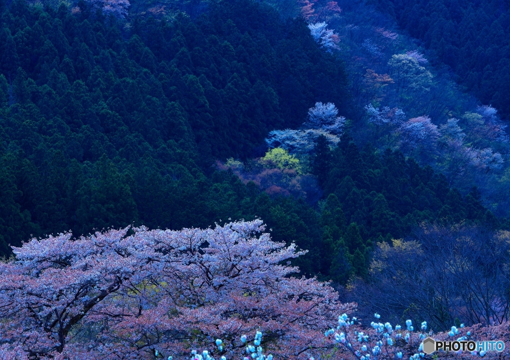 山に咲く