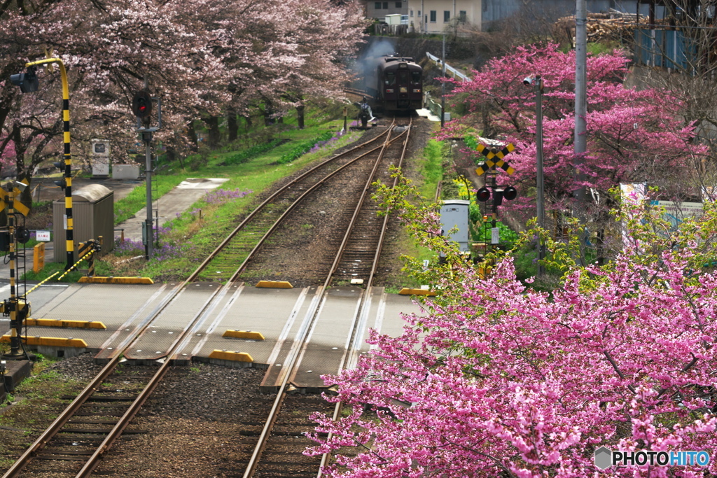 桜並木を駈けぬける