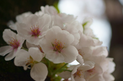 花束の様に