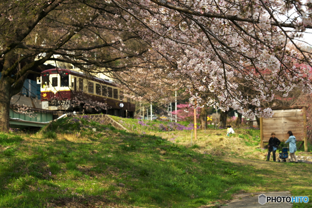 桜並木の中を