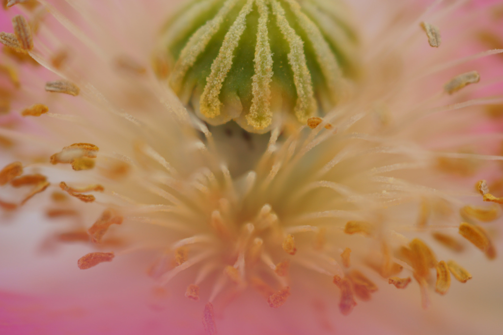 ポピーの花粉