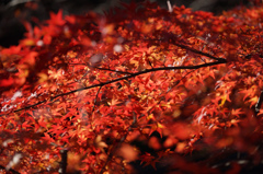 照らされた紅葉