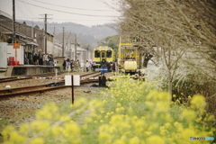 いすみ鉄道の春