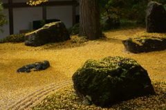 黄金の銀杏 黄金の銀杏