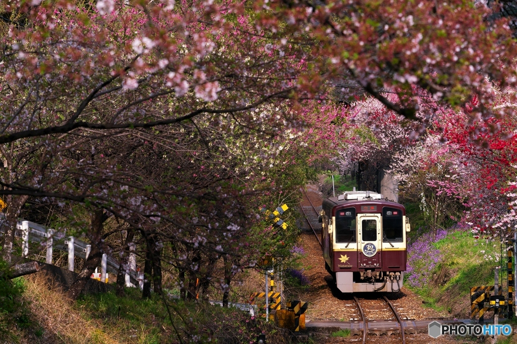 花桃のトンネルへ