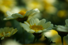 マーガレットのささやき