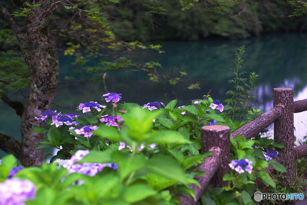 五色沼の夏