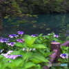 五色沼の夏