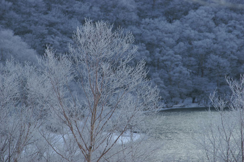 小沼に訪れた冬