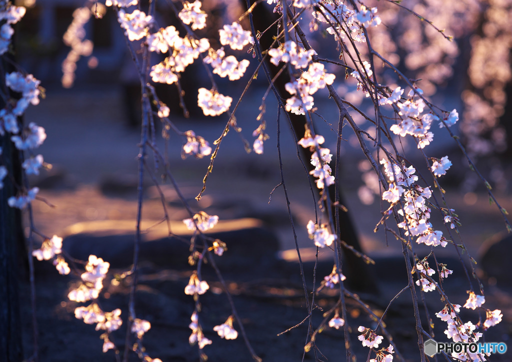 寺院のシダレ桜２