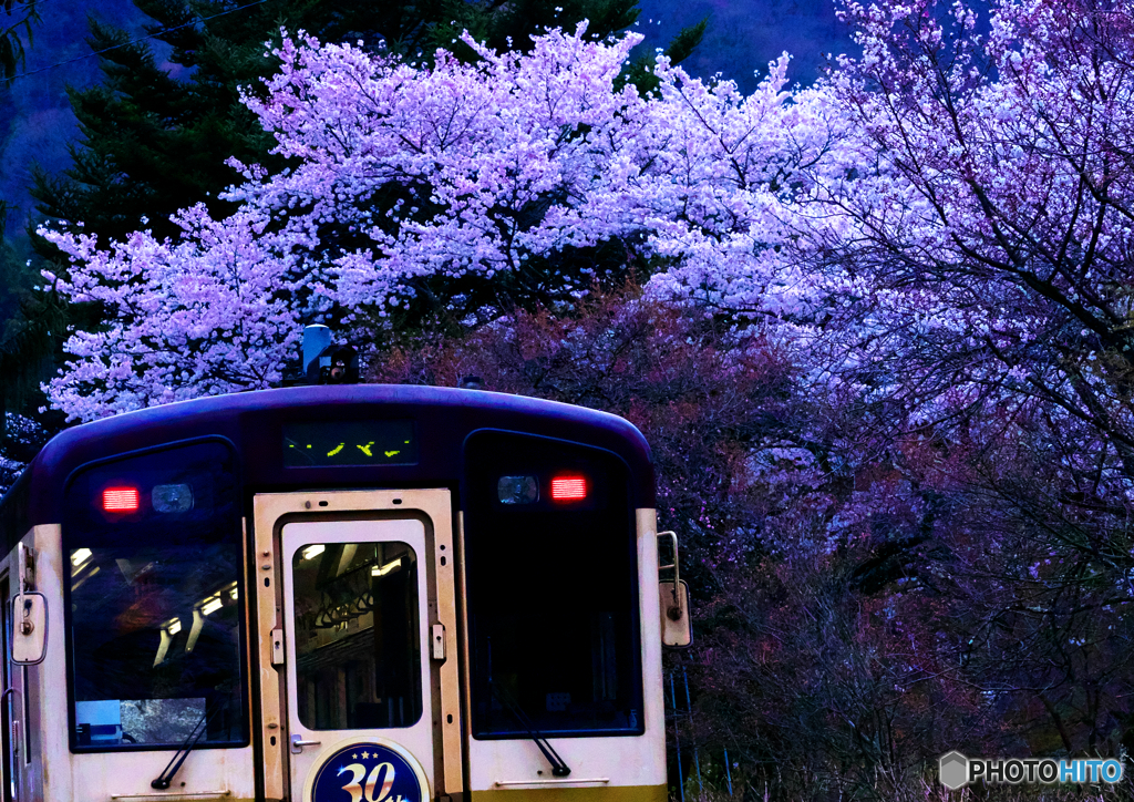 ローカル線の桜２