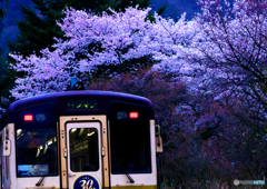 ローカル線の桜２