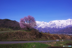 大地の桜