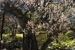 長樹齢