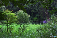 小雨の五色沼