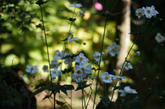 ｼｭｳﾒｲギク