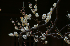 平林寺の梅