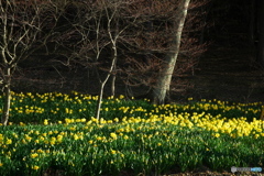 黄色い春の群生