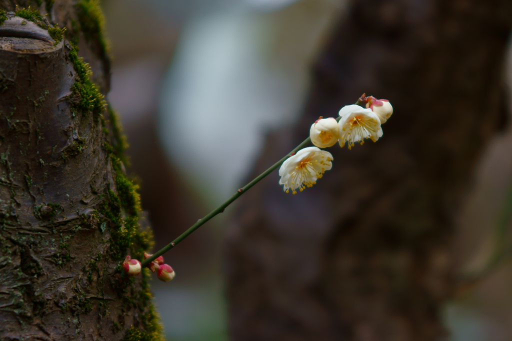 ヒッソリと力強く春の花