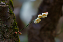 ヒッソリと力強く春の花
