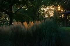 てらされたススキ