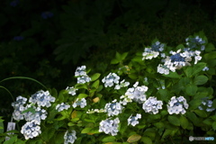 高幡不動の紫陽花