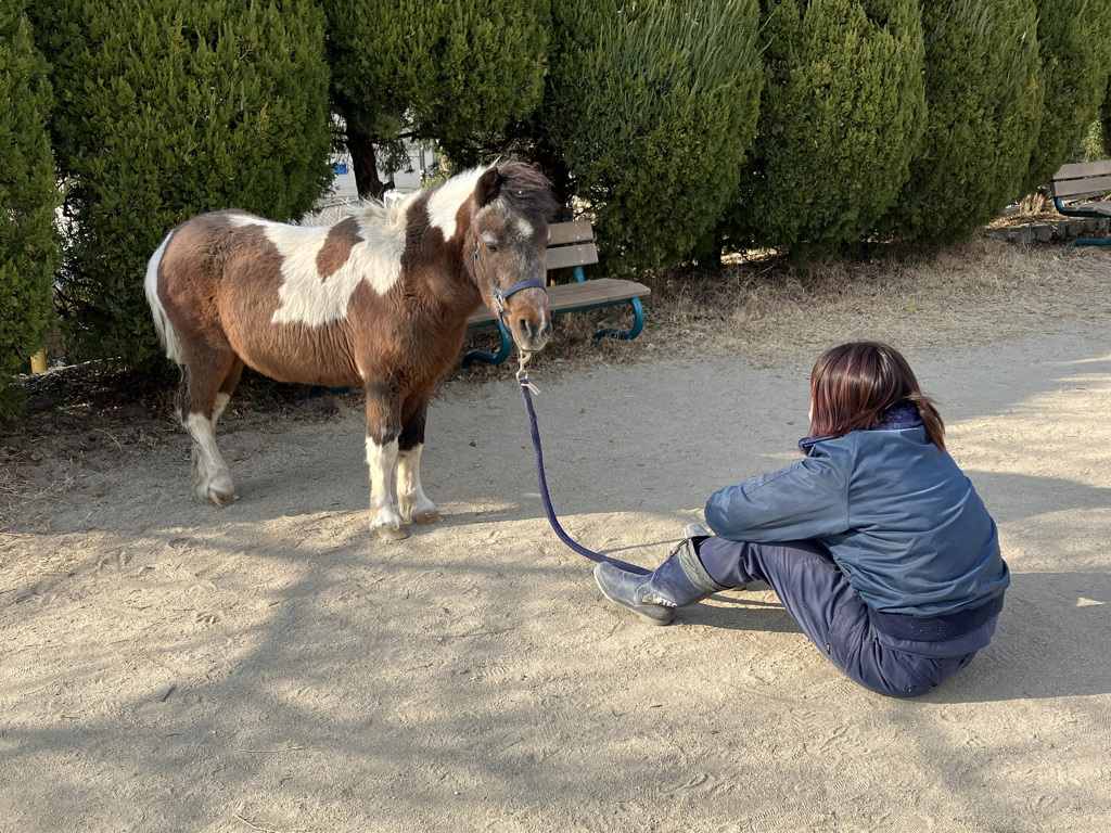 シェトランドポニーのテキサスくん