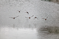 猪名川のカルガモ飛翔