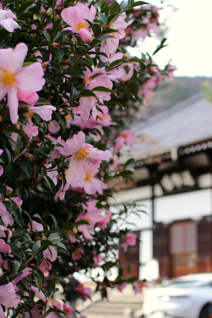 山茶花咲く天龍寺