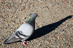 長い影を慕いて