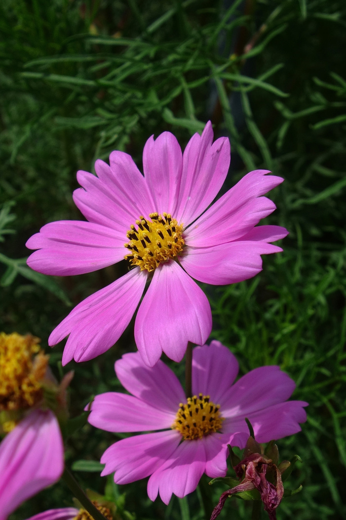 季節の花（秋）