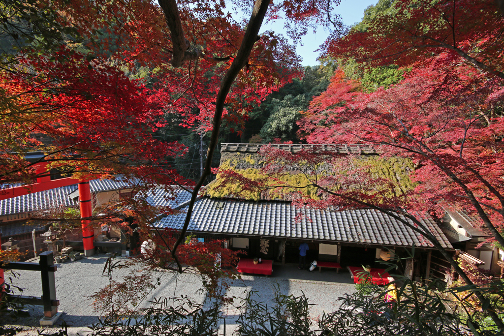 紅葉先取りⅢ