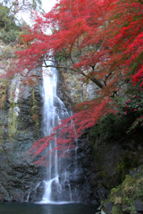 紅葉の箕面大滝