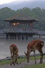 奈良の朝