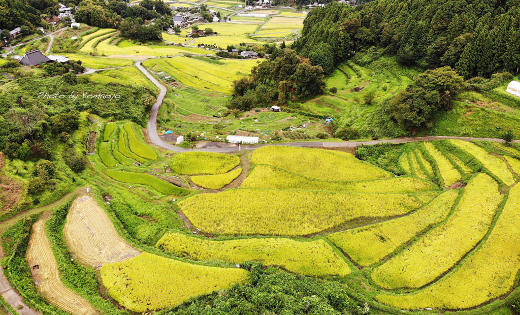 刈り取りまじか