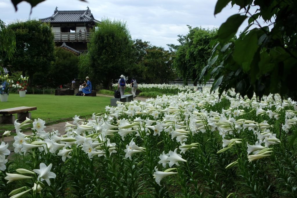 池田城跡公園の百合