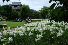 池田城跡公園の百合