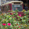 薔薇と7700系と三ノ輪橋