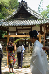 本格的に夏ですね