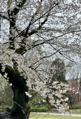 冷たい雨の公園で
