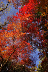 遠くの有名処よりも綺麗