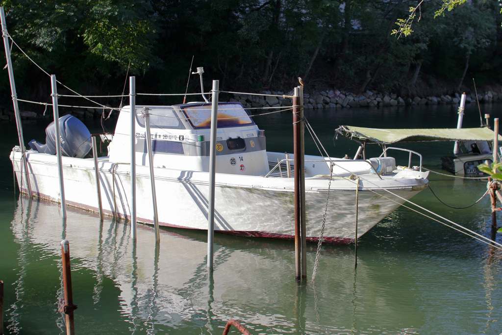 お帰りジョビ夫くん