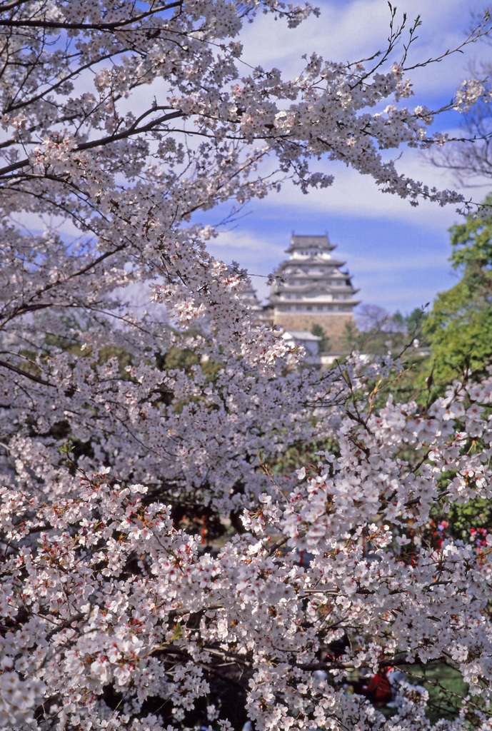 姫路城の桜