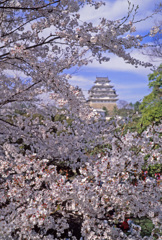 姫路城の桜