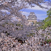 姫路城の桜