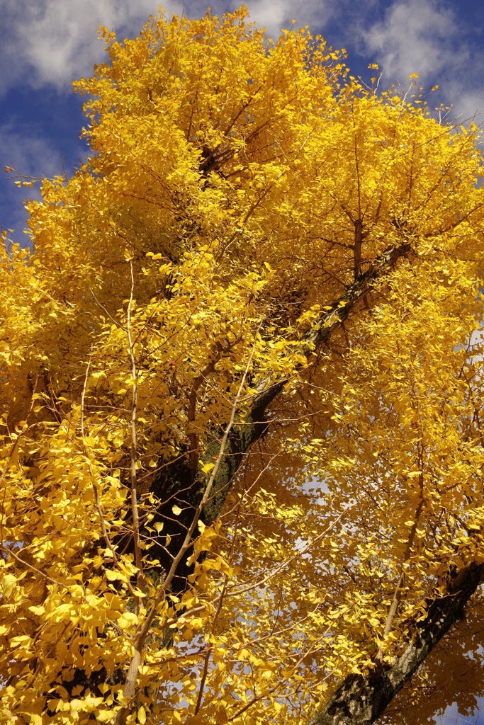 池田市役所前の銀杏